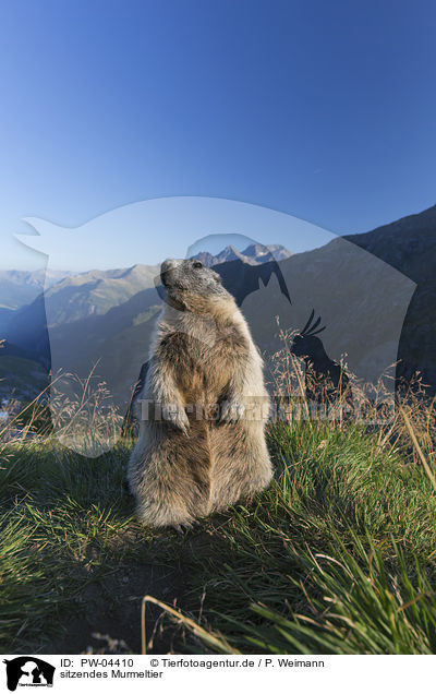 sitzendes Murmeltier / sitting Marmot / PW-04410