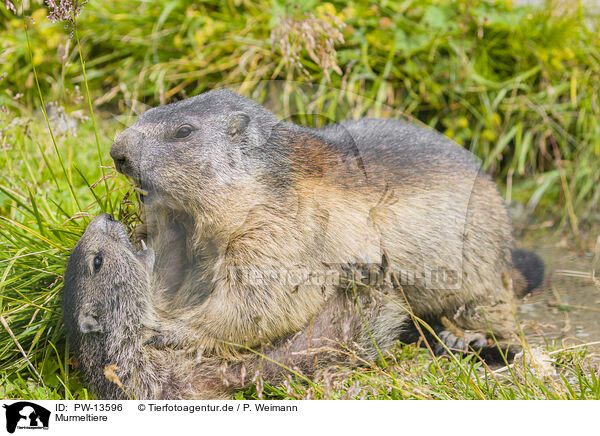 Murmeltiere / marmots / PW-13596