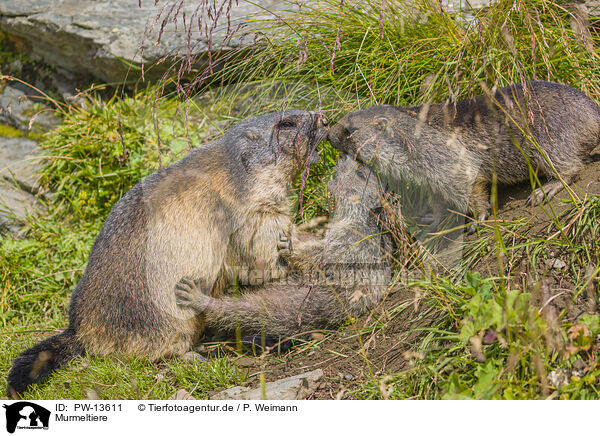 Murmeltiere / marmots / PW-13611