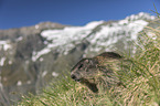 junges Alpenmurmeltier