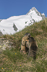 kmpfende Alpenmurmeltiere