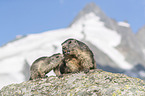 Alpenmurmeltier Jungtier und Erwachsender