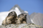 Alpenmurmeltiere