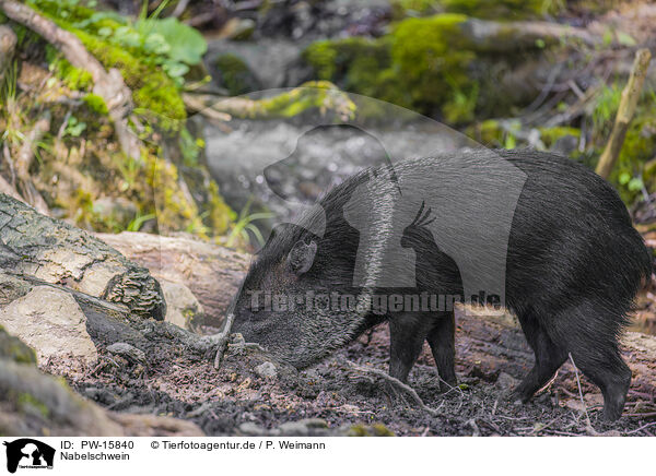 Nabelschwein / peccary / PW-15840