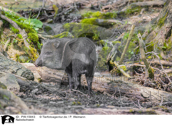 Nabelschwein / peccary / PW-15843