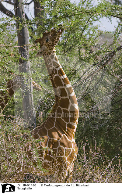 Netzgiraffe / reticulated giraffe / JR-01180