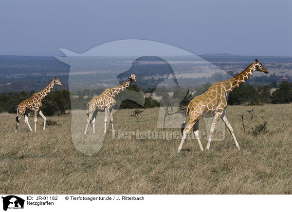Netzgiraffen / reticulated giraffes / JR-01182