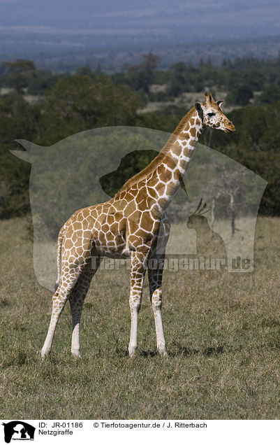 Netzgiraffe / reticulated giraffe / JR-01186