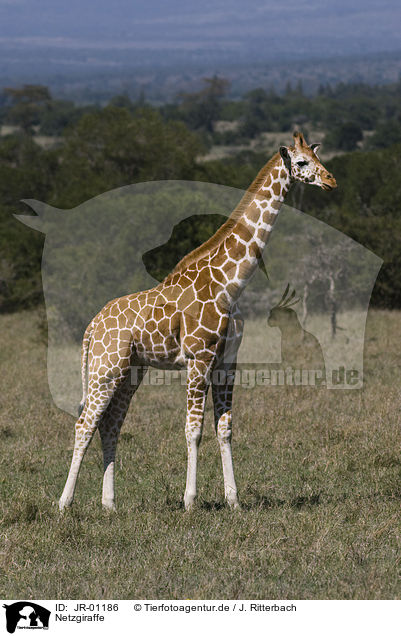 Netzgiraffe / JR-01186