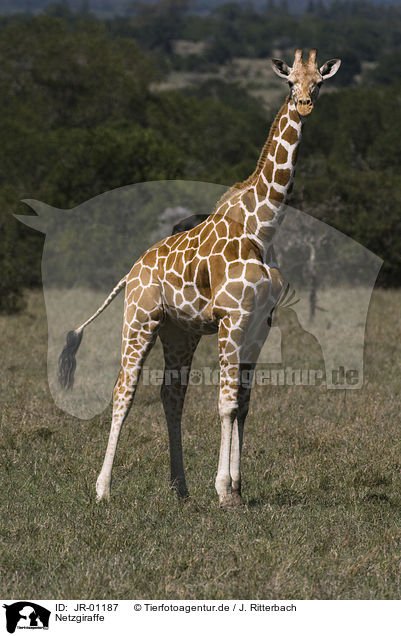 Netzgiraffe / reticulated giraffe / JR-01187