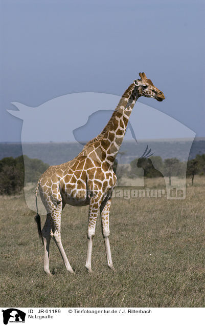 Netzgiraffe / reticulated giraffe / JR-01189