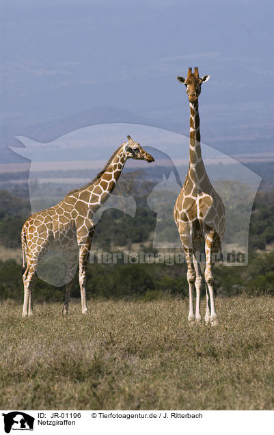 Netzgiraffen / reticulated giraffes / JR-01196