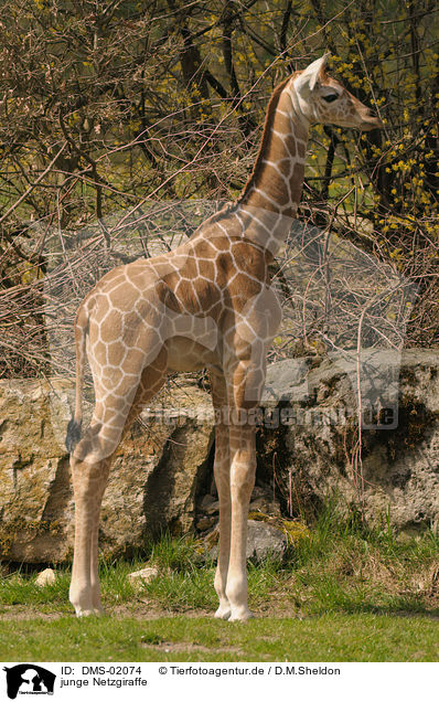 junge Netzgiraffe / young giraffe / DMS-02074