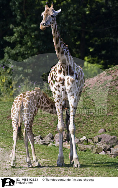 Netzgiraffen / reticulated giraffes / MBS-02823