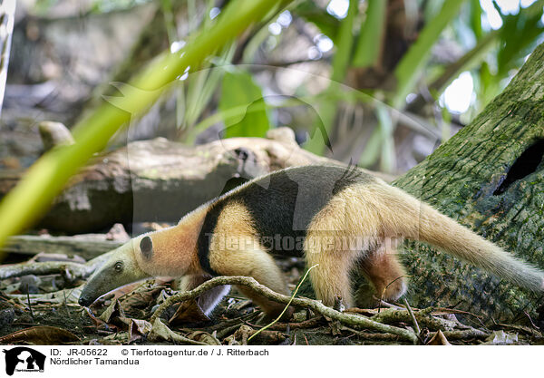 Nrdlicher Tamandua / northern anteater / JR-05622