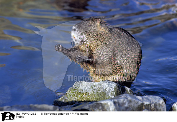 Nutria / Coypu / PW-01282