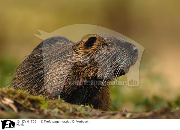 Nutria / coypu / DV-01765