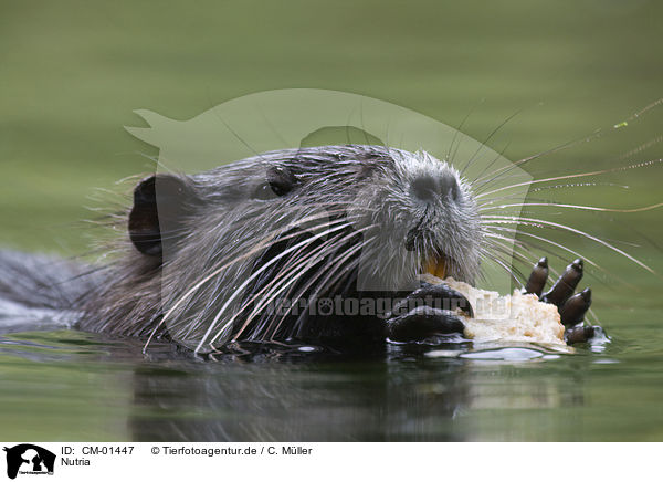 Nutria / coypu / CM-01447