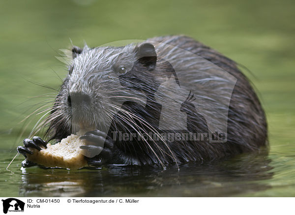 Nutria / coypu / CM-01450