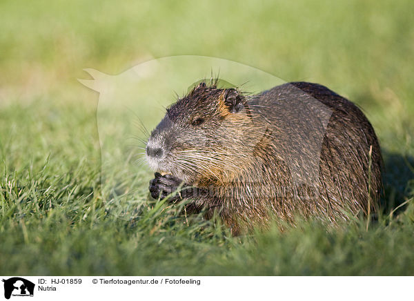 Nutria / coypu / HJ-01859