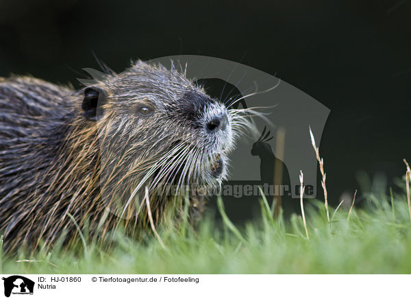 Nutria / coypu / HJ-01860