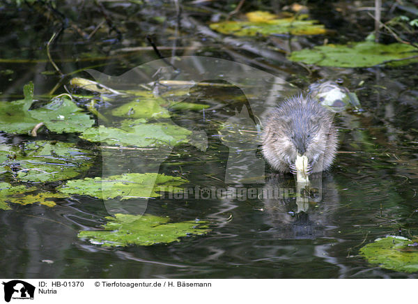 Nutria / coypu / HB-01370