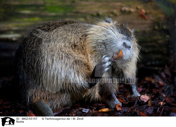 Nutria / coypu / MAZ-05157