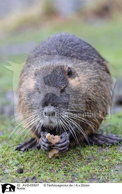 Nutria / coypu / AVD-05507