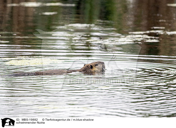 schwimmender Nutria / swimming Nutria / MBS-19882