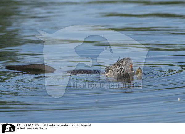 schwimmender Nutria / swimming Nutria / JOH-01389