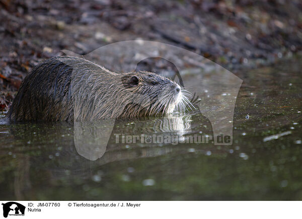 Nutria / Nutria / JM-07760