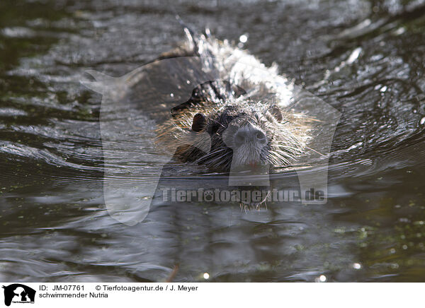 schwimmender Nutria / swimming Nutria / JM-07761