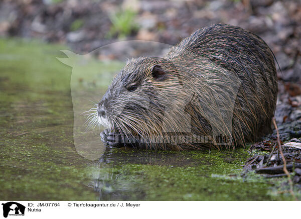 Nutria / Nutria / JM-07764