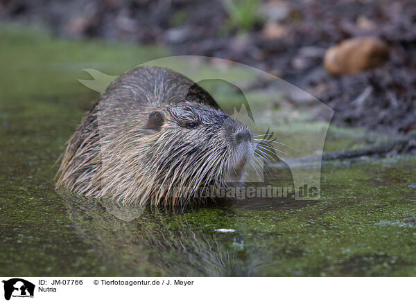 Nutria / Nutria / JM-07766