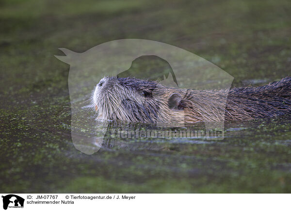 schwimmender Nutria / swimming Nutria / JM-07767