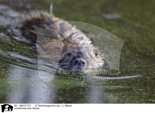 schwimmender Nutria / swimming Nutria / JM-07773