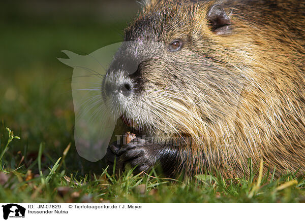 fressender Nutria / eating Nutria / JM-07829