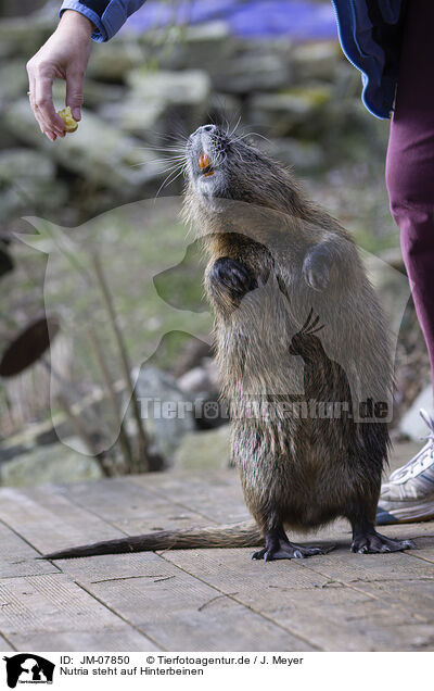 Nutria steht auf Hinterbeinen / Nutria standing on hind legs / JM-07850