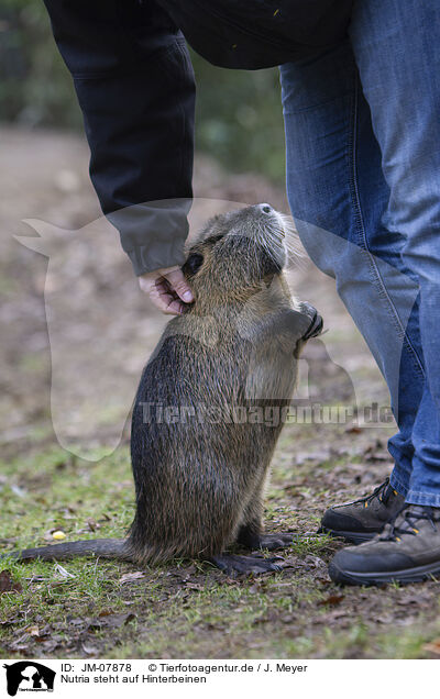 Nutria steht auf Hinterbeinen / Nutria standing on hind legs / JM-07878