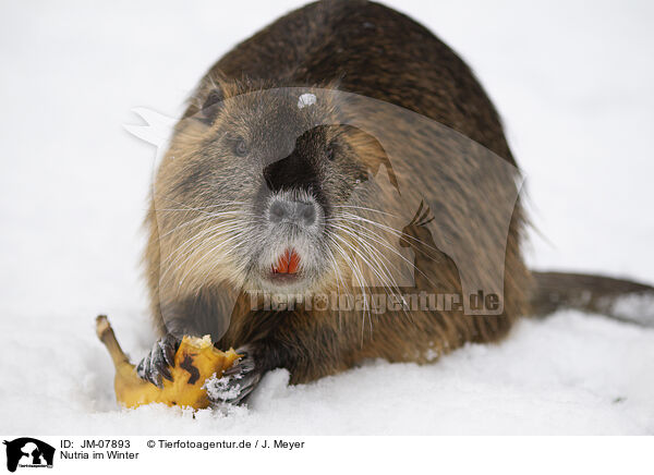 Nutria im Winter / Nutria in winter / JM-07893