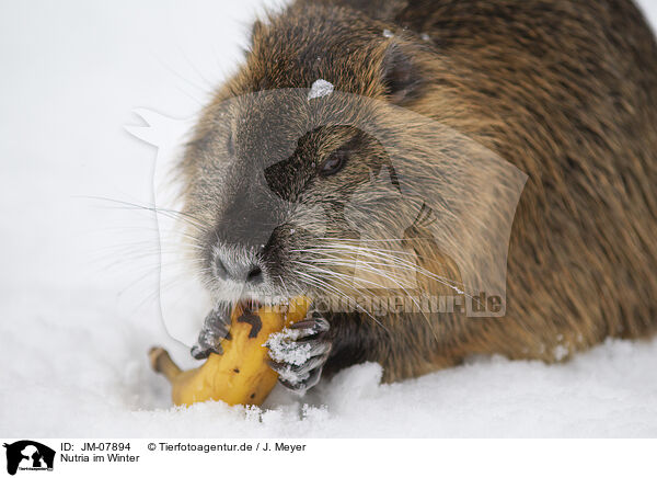 Nutria im Winter / Nutria in winter / JM-07894