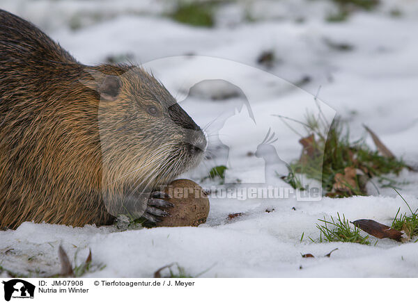 Nutria im Winter / Nutria in winter / JM-07908