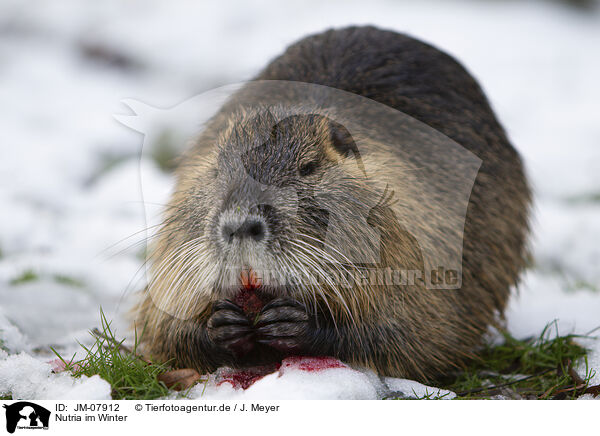 Nutria im Winter / Nutria in winter / JM-07912