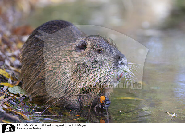 fressender Nutria / eating Nutria / JM-07954