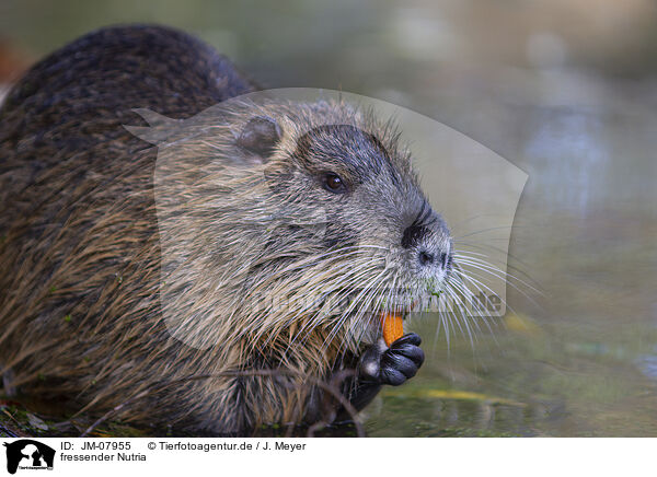 fressender Nutria / eating Nutria / JM-07955