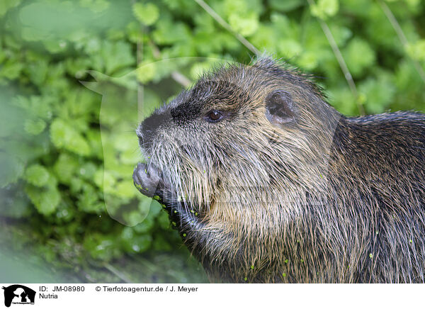 Nutria / coypu / JM-08980