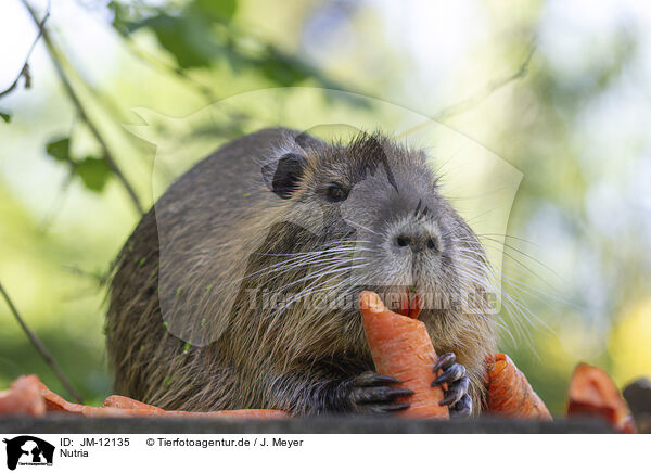 Nutria / coypu / JM-12135