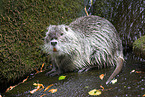 Nutria