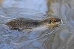 schwiimmender Nutria