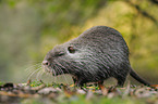 Nutria